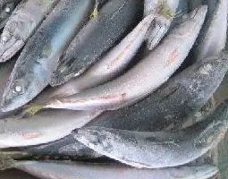 
roast blue atka mackerel 