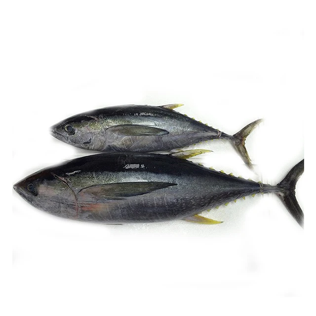 New Landing Good Quality Competitive Price Fresh Frozen Whole Round 1.8-3.4 KG 3.4-10 KG 10-20KG 20KG Up Yellowfin Tuna