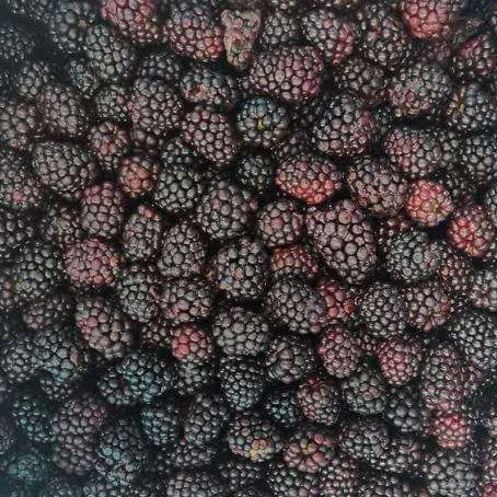 Высокое качество Замороженные Blackberry IQF фрукты