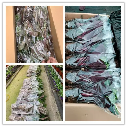  Оптовая продажа по лучшей цене Philodendron апельсиновый принц древесное