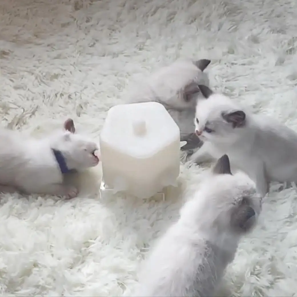 Factory Wholesale silicone puppy nipple milk feeder kitten Bubble Milk Bowl pet feeder with 5 simulation nipples