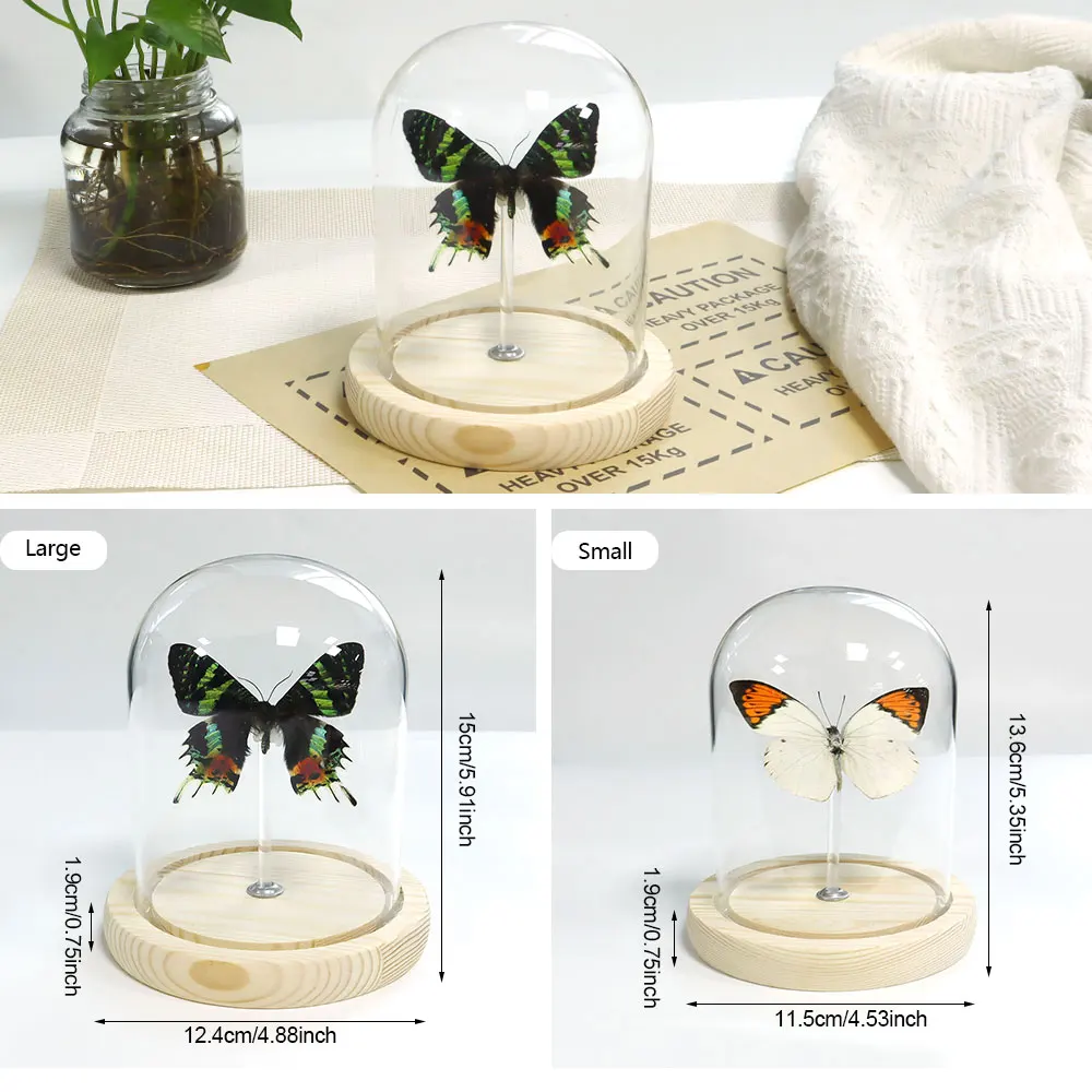 High quality Gift Biological Teaching real butterfly specimen wholesale dried wood base real butterfly specimen with glass dome