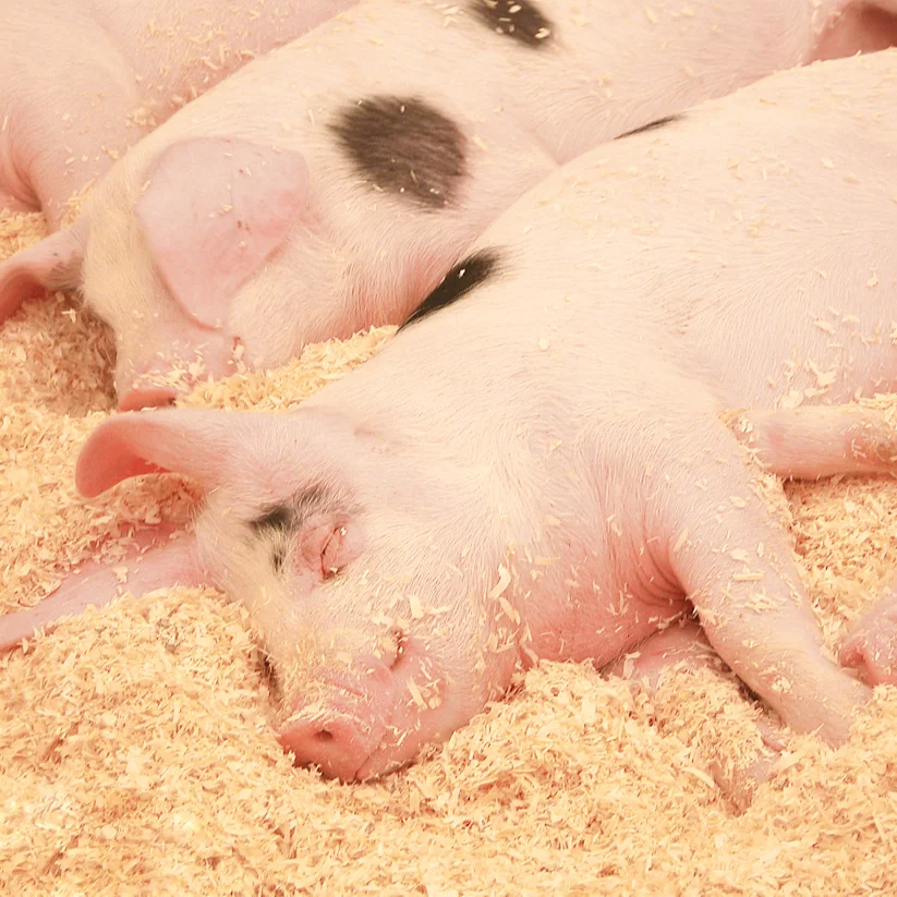 Weight Gain Fast Growth Manufacturer direct supply premix to promoting growth of pig prestarter feed additive for Fattening pig