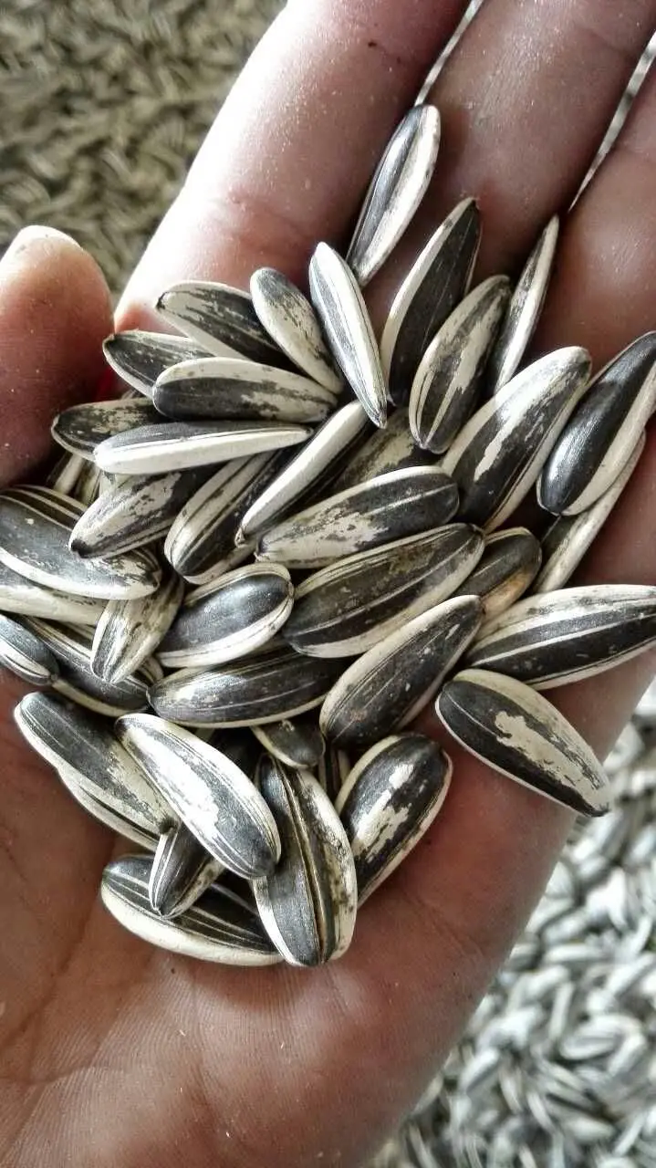 Double-Layer Belt Conveyor CCD Colour Sorter Broken Glass Bottles Color Sorter Separator Glass Color Sorter Sorting Machine