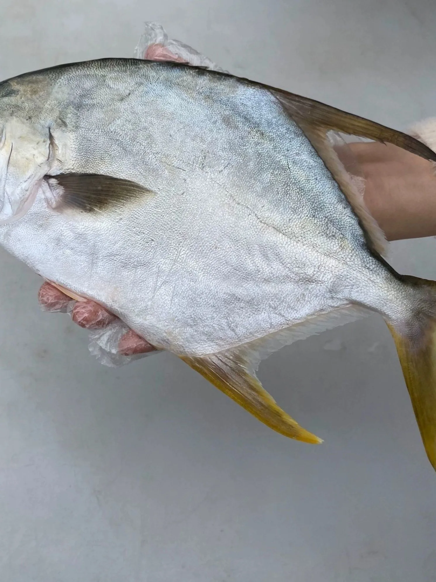 High Quality Seafood Fresh Frozen Poisson Pompano 500g-600g Golden Pompano Fish Pomfret