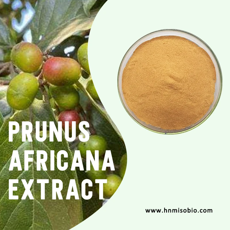 Phytosterols 2.5%,13% Pygeum Africanum Bark Extract High Quality Pygeum Africanum Extract Pygeum Phytosterols