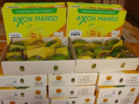 
china mango production in india 