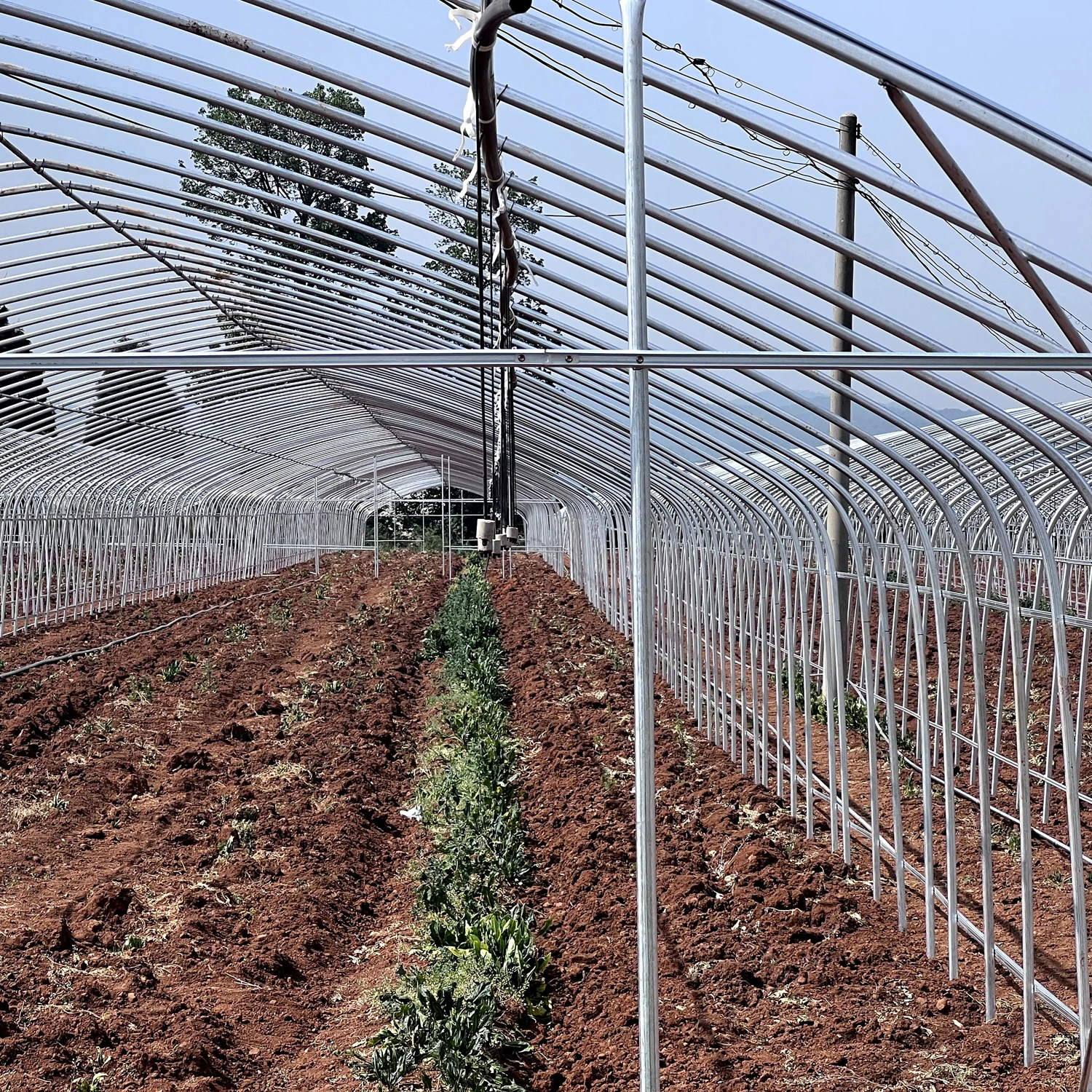 strawberries vertical farm hydroponic growing Greenhouse Film Tunnel  Strawberry Tomatoes Cucumber Greenhouse for sale