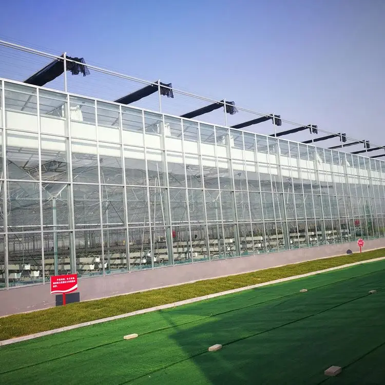 Zehui manufacturing Venlo hydroponics polycarbonate sheet greenhouse glass greenhouses with low price  for sale