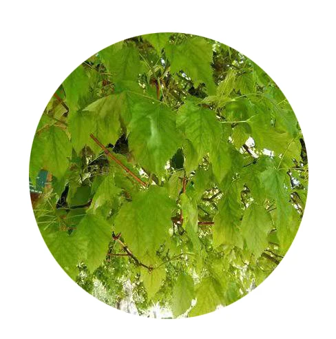 2021 свежие желтые семена дерева Acer ginnala/Новые Семена декоративного дерева