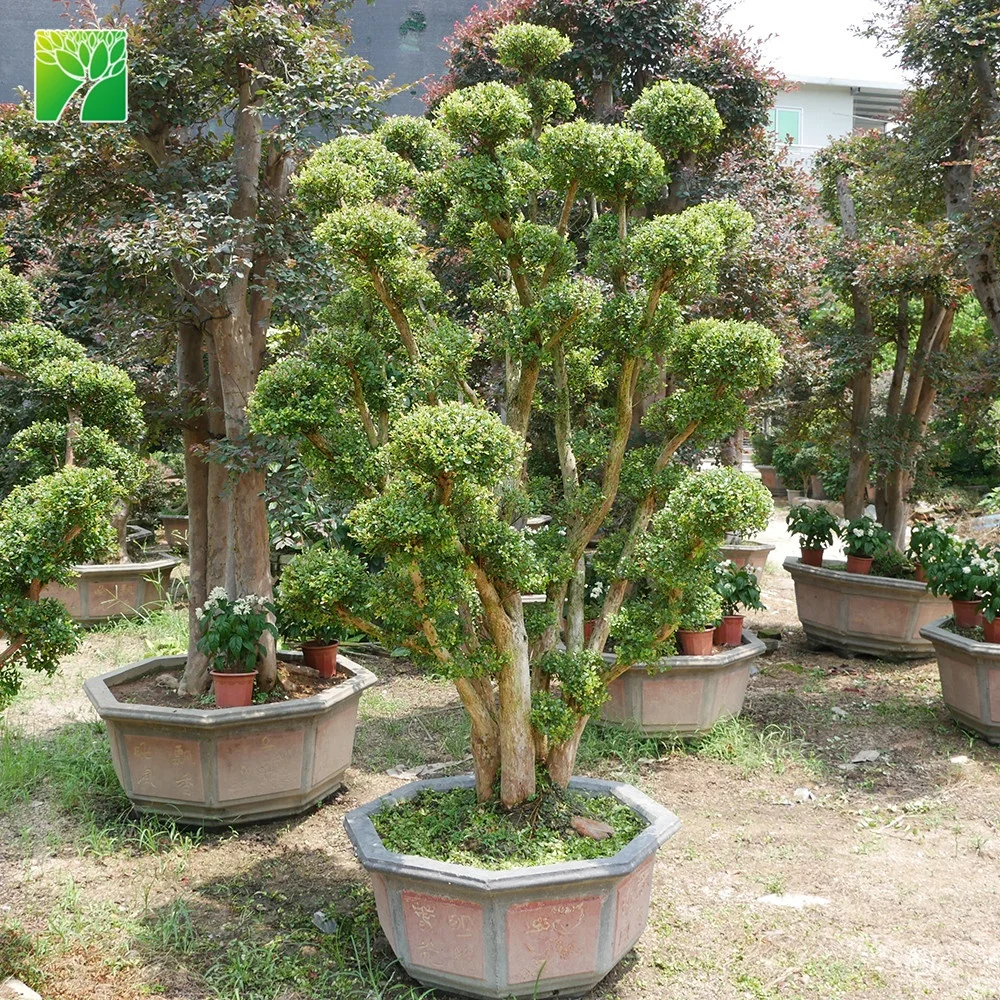  Низкая цена зеленый средний размер Syzygium buxifolium искусство в форме растений бонсай продажа