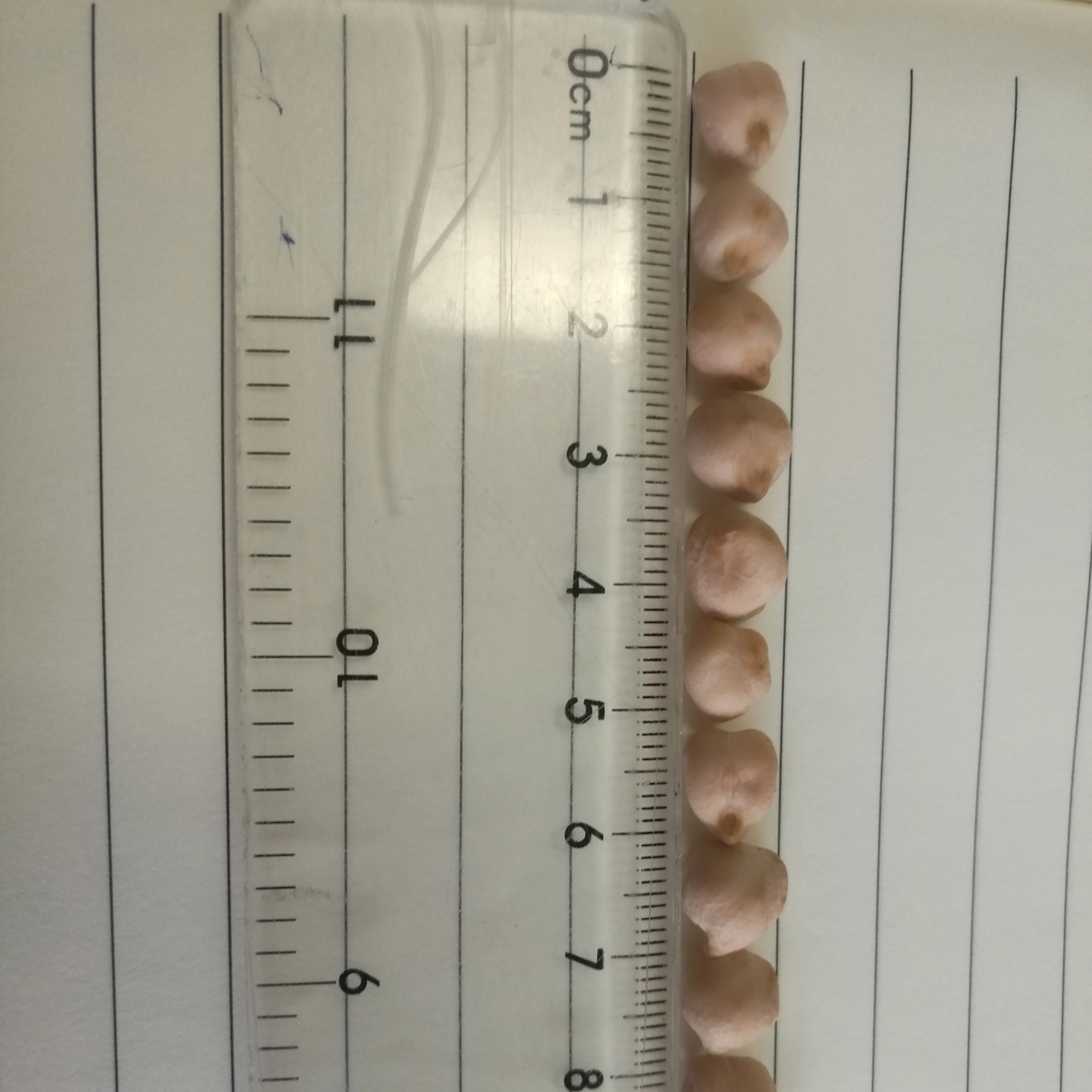 Горох цыпленка