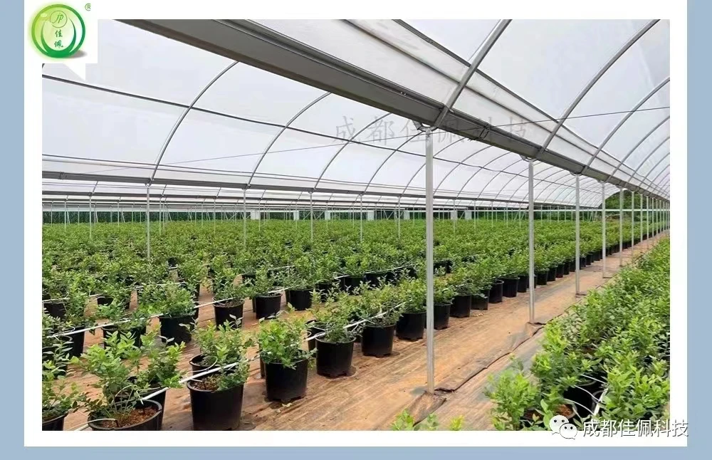 Commercial Poly Tunnel Berry Green House Agricultural Blueberry Strawberry Farming Tunnel Greenhouse for sale