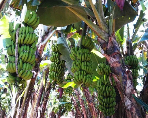 Wholesale High Quality Competitive Price FRESH CAVENDISH BANANA From Viet Nam