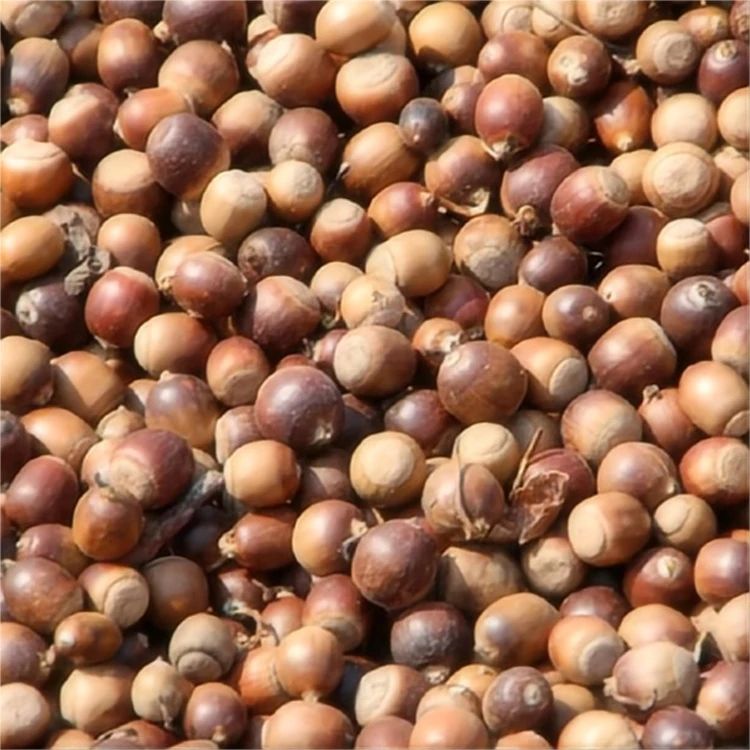Oak Fruit Dried Acorn Nuts 40kg to Make Acorn Starch Raw Material Bulk Price