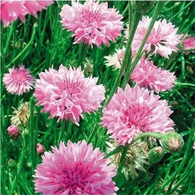 High disease resistant hybrid f1 pink cornflower seeds for planting