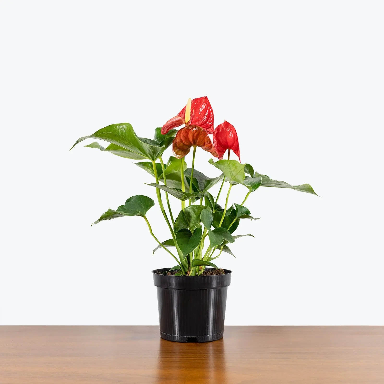 Plant farm tropical foliage natural Anthurium or the Tail Flower Flamingo Laceleaf plants for home