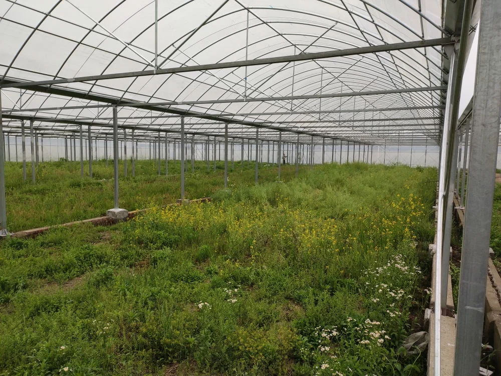 
vegetable fruit agriculture greenhouse farm for sale 