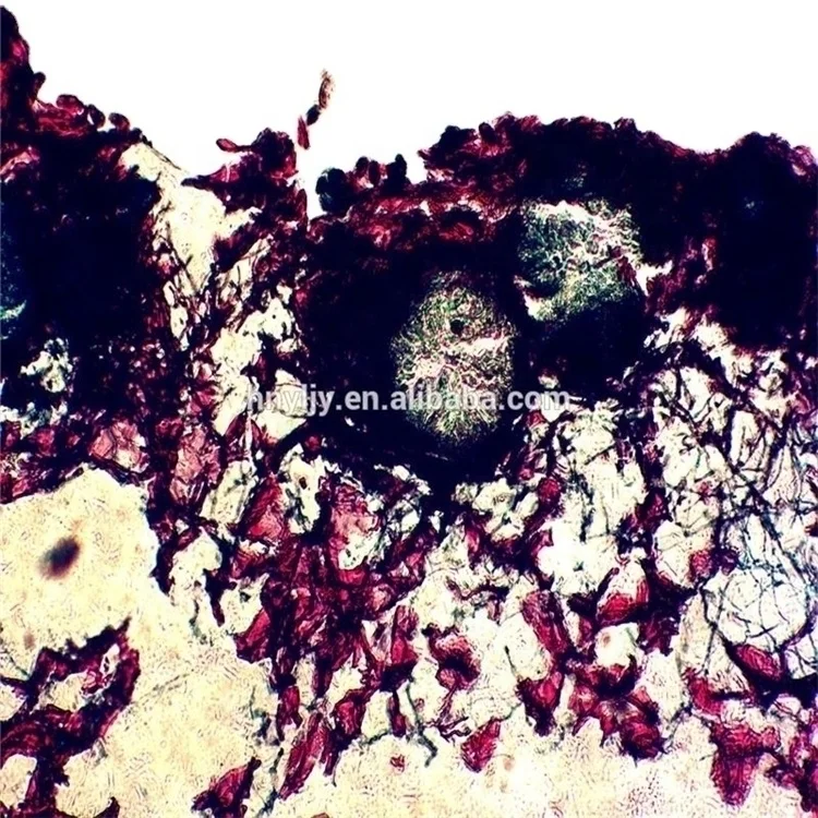 Factory Biology High Quality and Best Price Office & School Supplies Histology and Pathology Tissue Microscope Prepared Slides