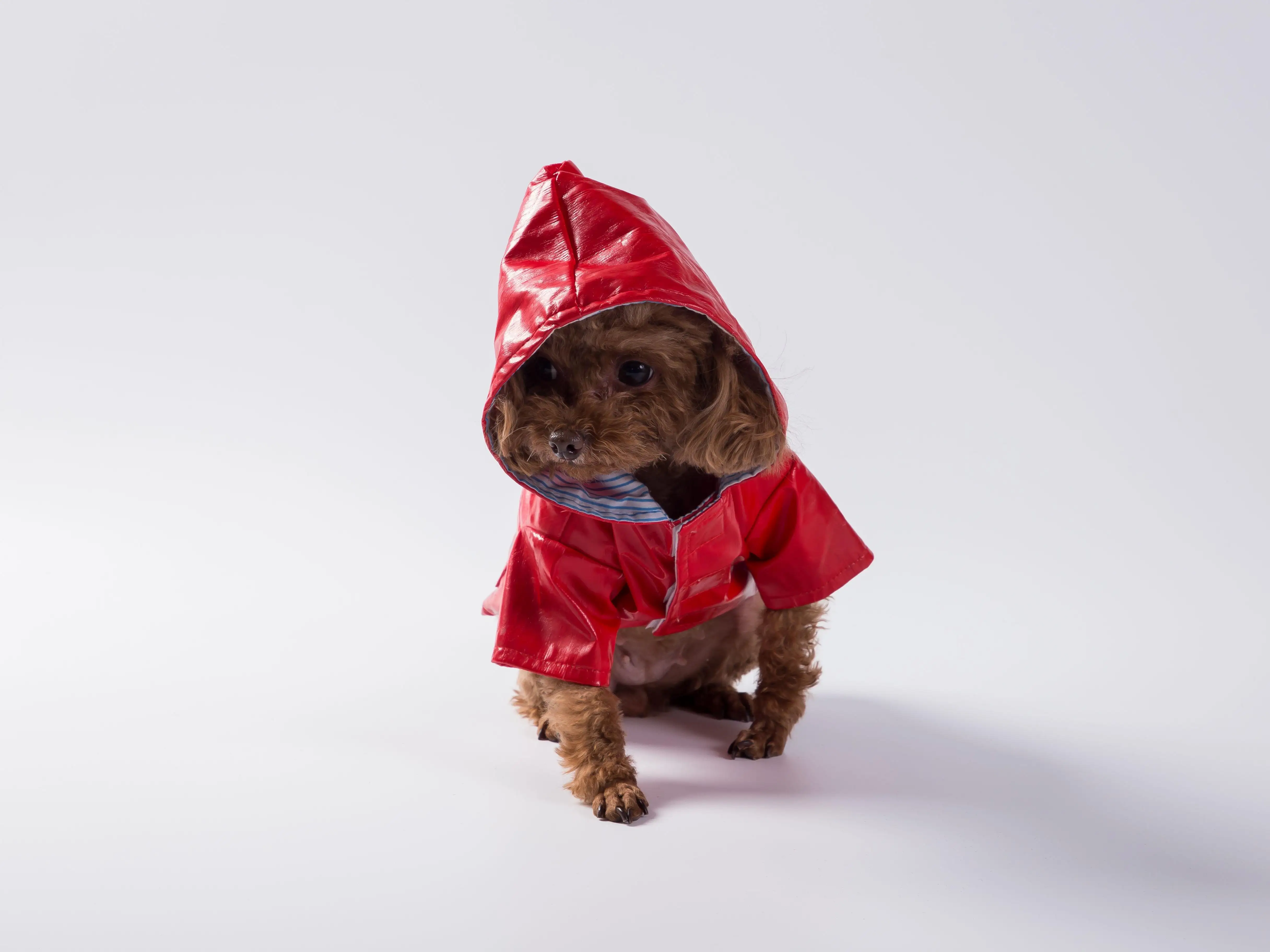 Waterproof fabric animal embroidery pattern can be customized pet raincoat