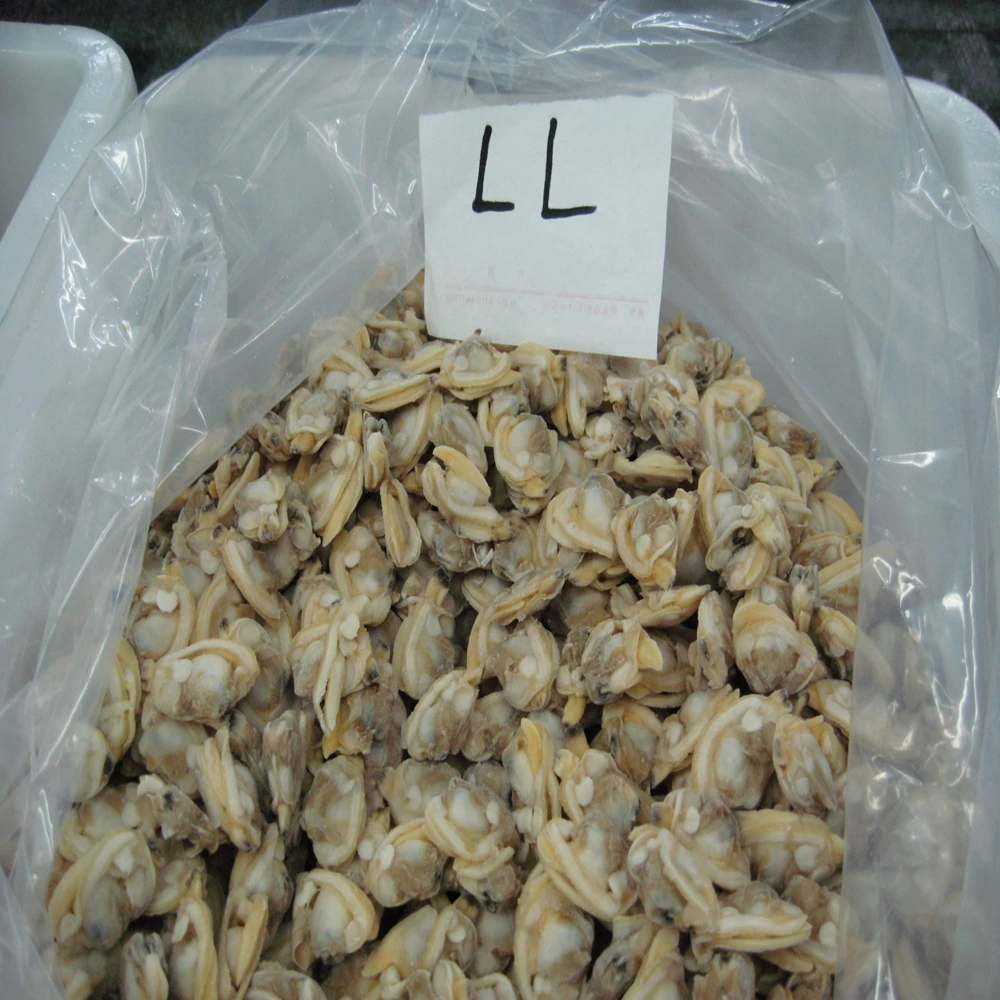 Live гуидак моллюск