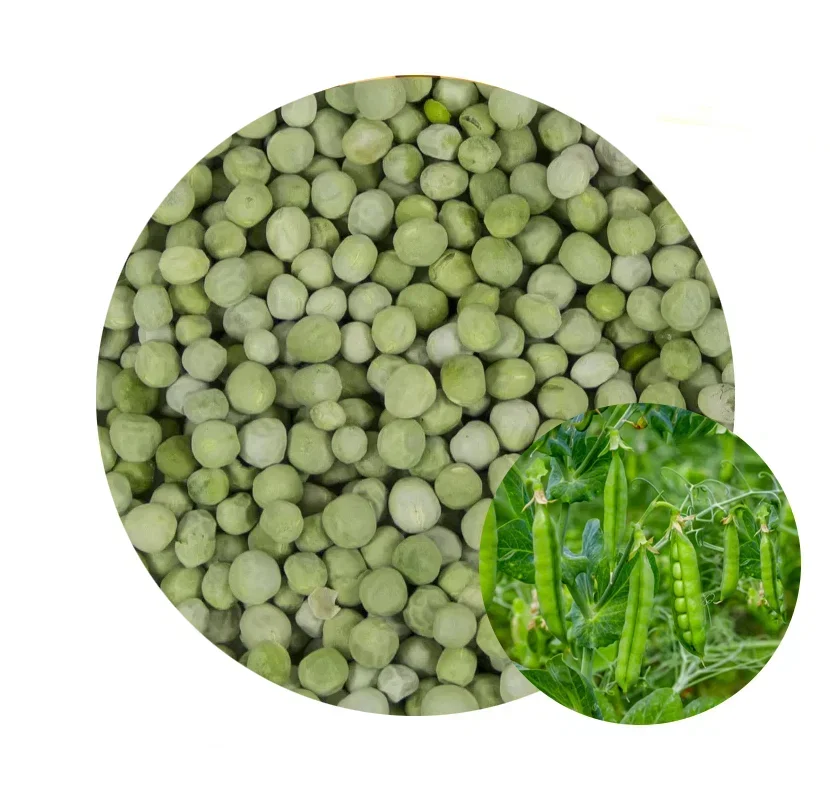 Wholesale non GMO high grade good quality natural healthy bulk organic dried GREEN PEAS raw for food