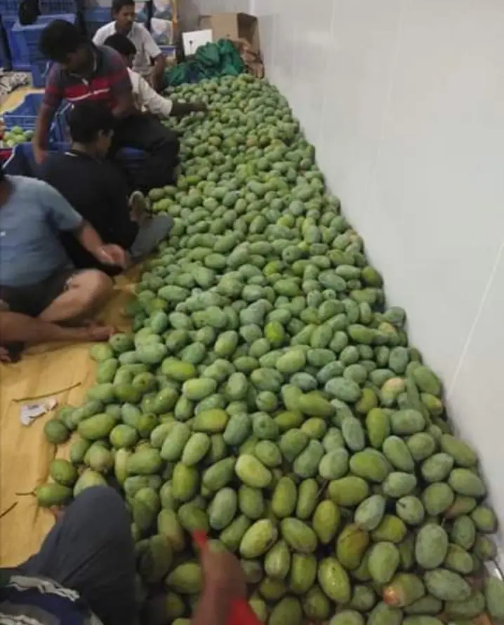 Кесарское манго