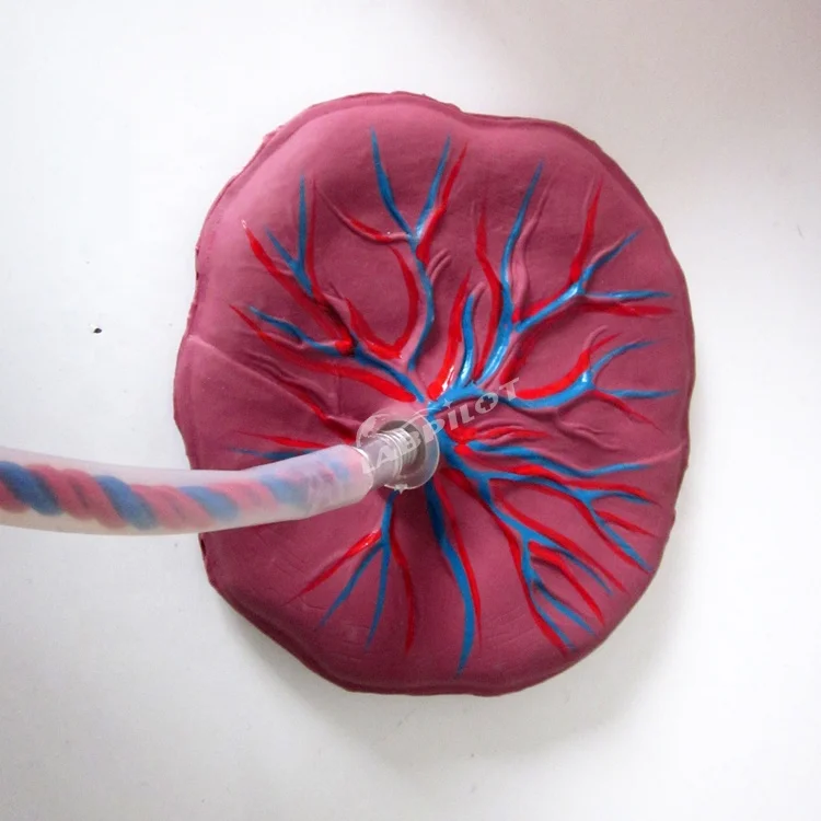 Neonatal Umbilical Cord Nursing Manikin, Placental Care Model