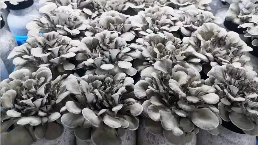 fresh grifola frondosa mushroom