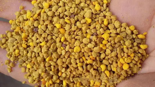 Natural high protein Wild flower bee pollen/bee bread is the best price