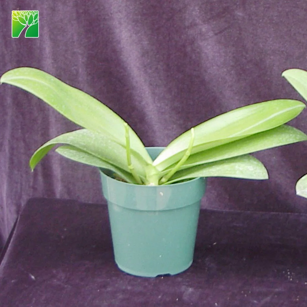 Multi colored live taiwan phalaenopsis flask orchid seedlings plant for sale