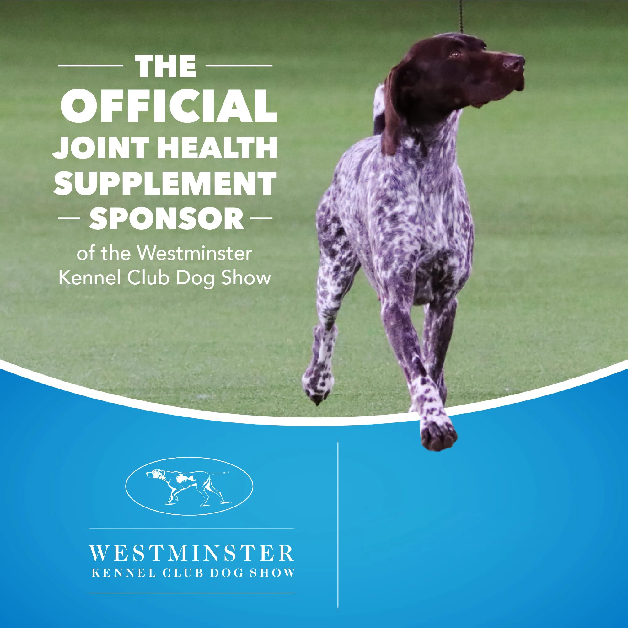 Dog Chewable Tablets Joint Health Supplement For Dogs