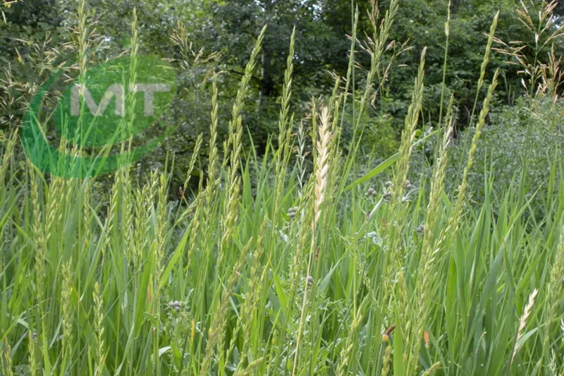 Оптовая цена органический экстракт семян Elymus Repens натуральный травы для дивана