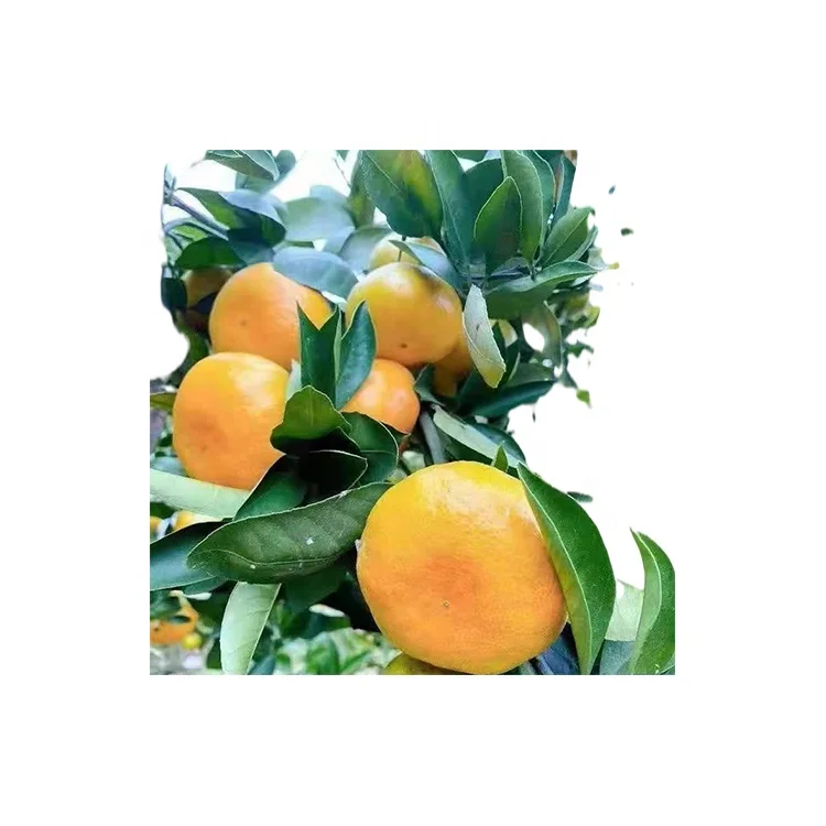 
Factory Direct Premium Sweet Tangerine Fresh Citrus Fruit Navel Orange 