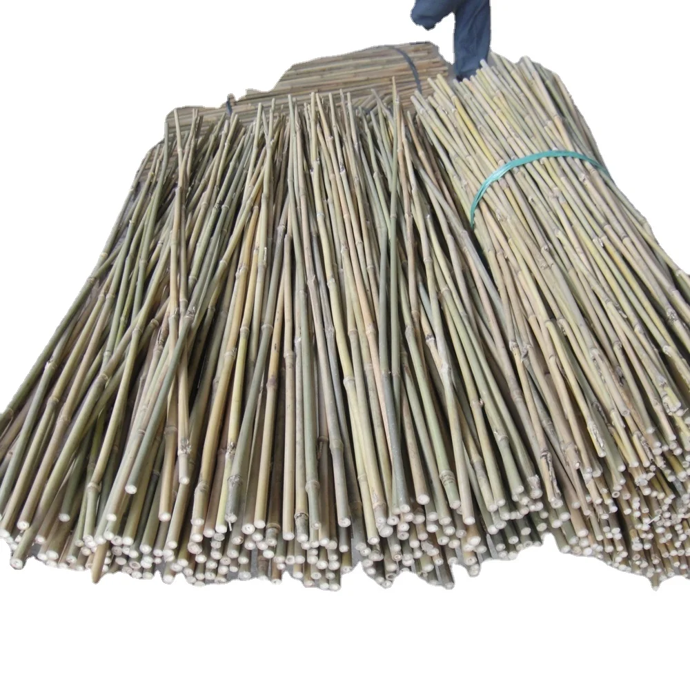 Bamboo for plant support (Olive tree support)