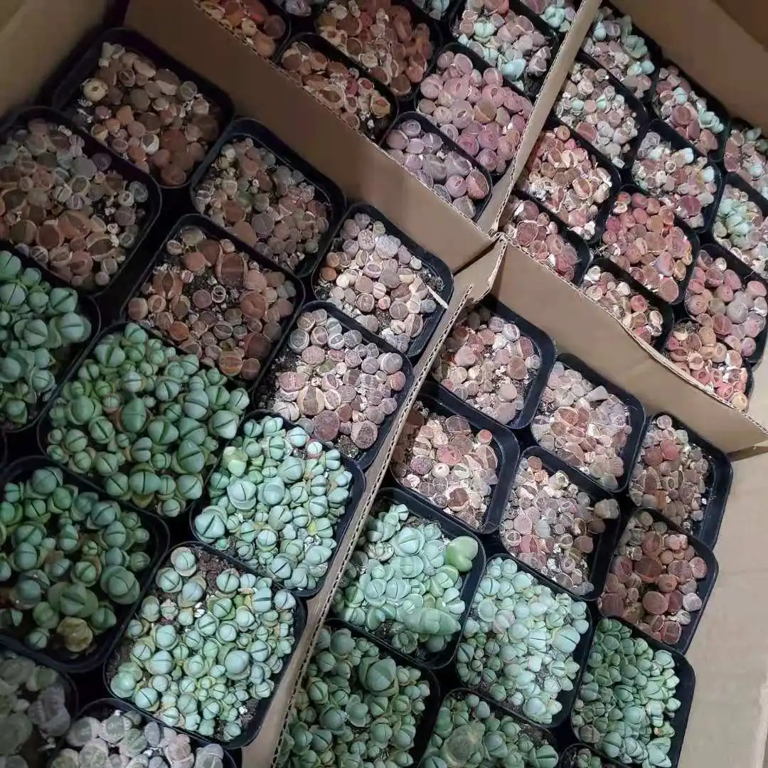 
Low-priced sales of Lithops 7cm LCL mixed with 54 pots of fleshy wholesale potted flower base wholesale 