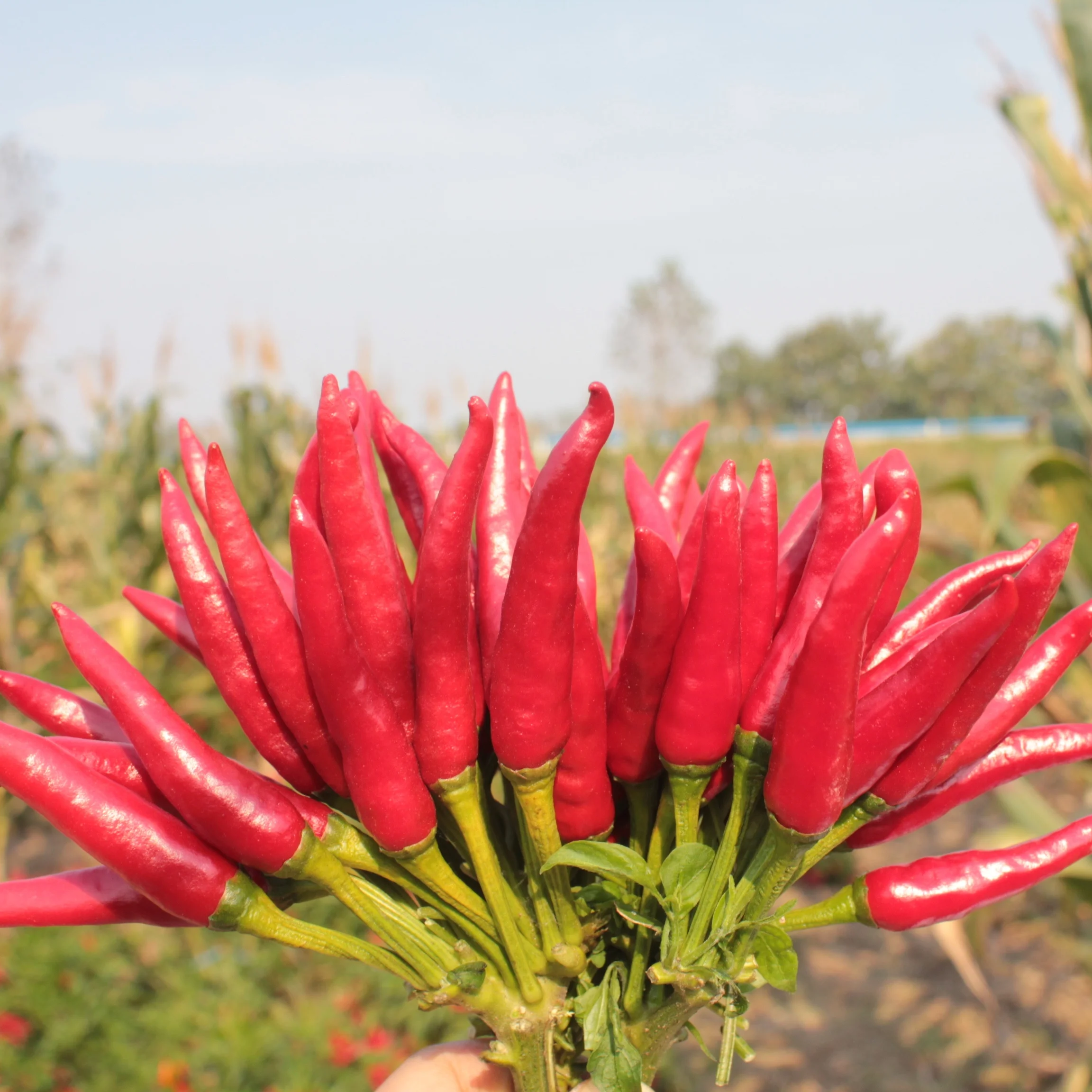 Hybrid Red Cluster Upright Pepper Seeds Chilli Seeds- Sky King Star No. 3