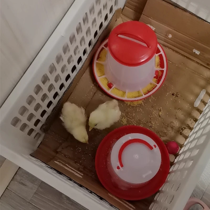 Wholesale poultry drinker feeder automatic chicken feeders and drinkers 1.5kg 3kg 6kg 9kg 12kg poultry feeder