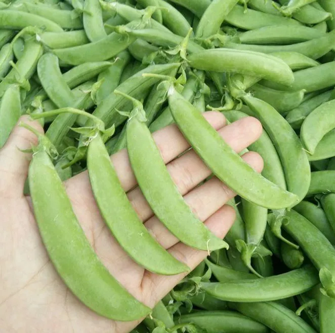 Iqf Frozen Vegetables High Quality with Kosher Certificate Sugar Snap