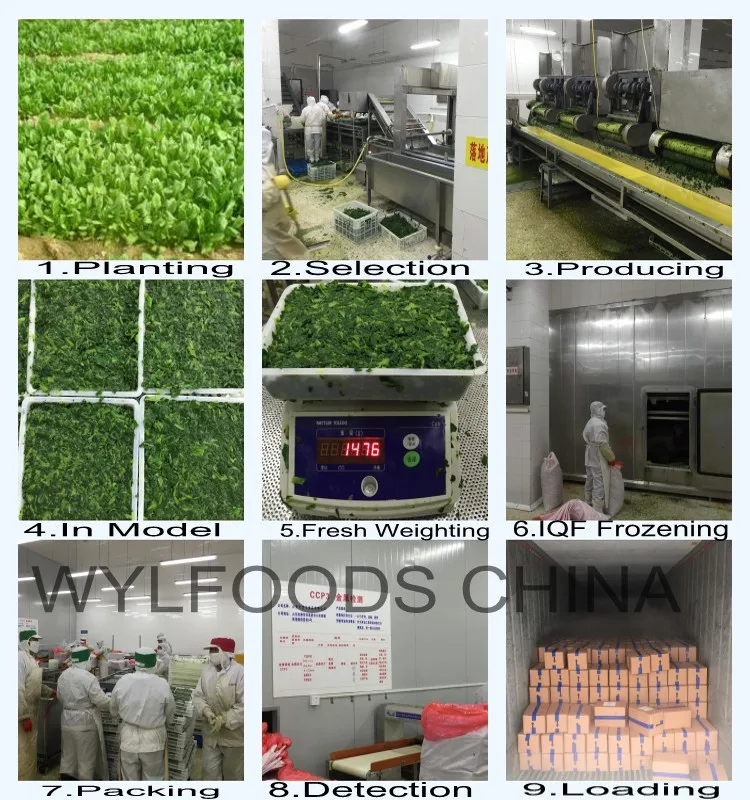 Hot Selling Premium Quality IQF Frozen Chopped Spinach Cubes Freshly Whole IQF Frozen Vegetables BRC Halal Certified Bulk