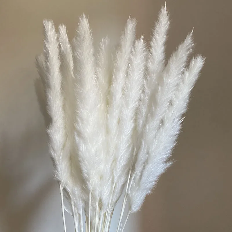Factory price Small White Natural Dried Reed Pampas Grass For Decoration