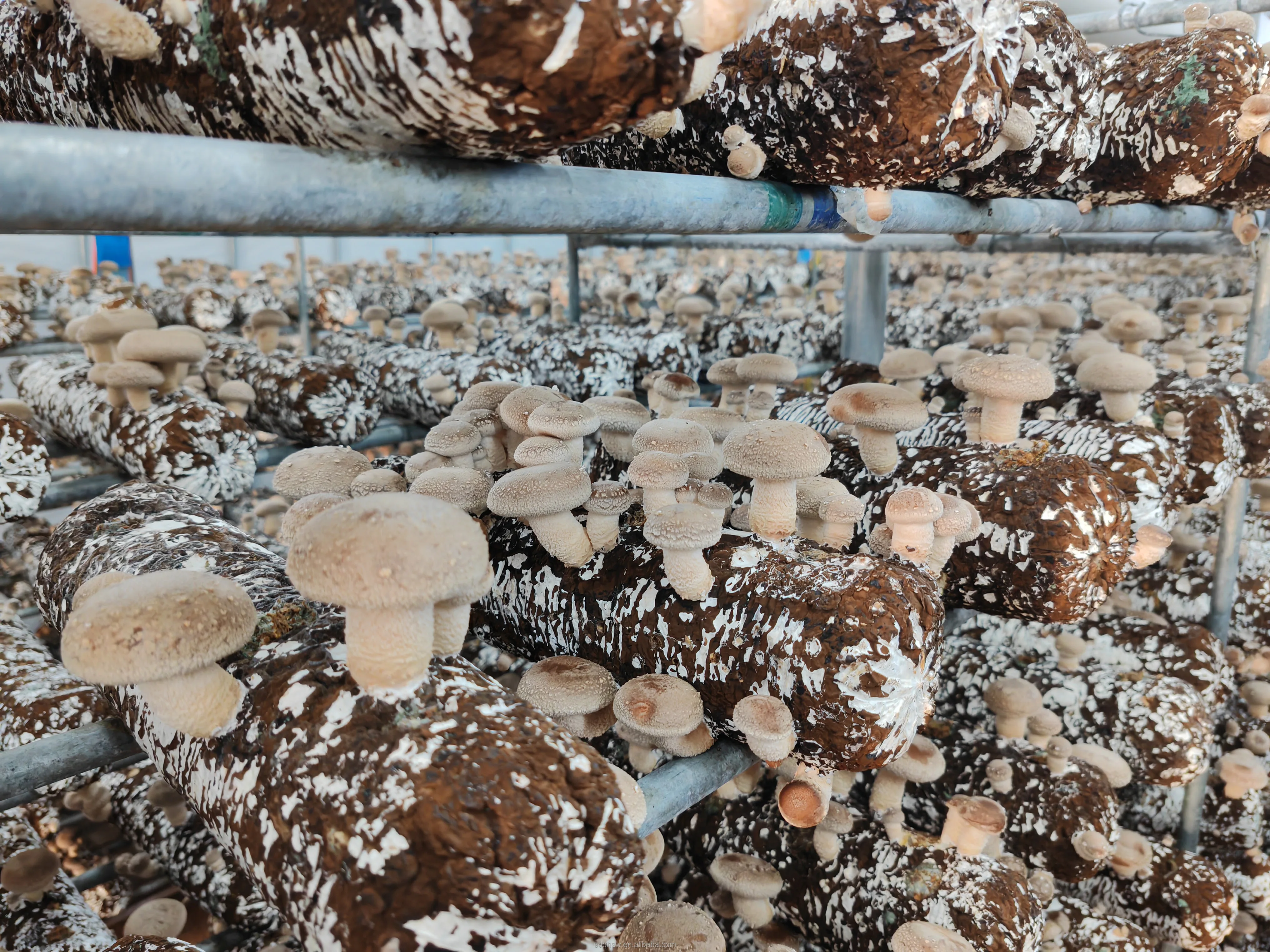 Chinese manufacturer ready to fruit mushroom high yield edible fungus shiitake mushroom spawn substrate