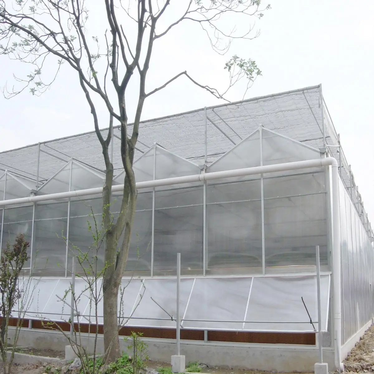 Intelligent Control  Hydroponic  Greenhouse Multi-Span Polycarbonate / PC Sheet Greenhouses With Overall System