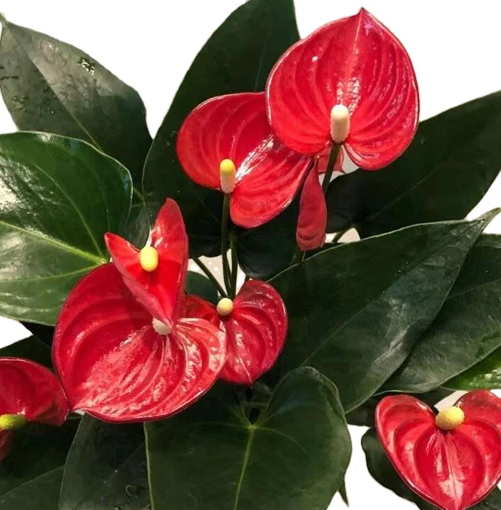 Красный Антуриум андроанум бонсай цветочные листва растения для дома разные размеры красочные