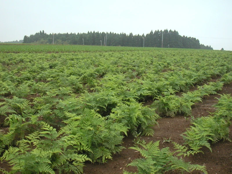 Японские смешанные муки оптом и упаковка с цветовыми вариациями