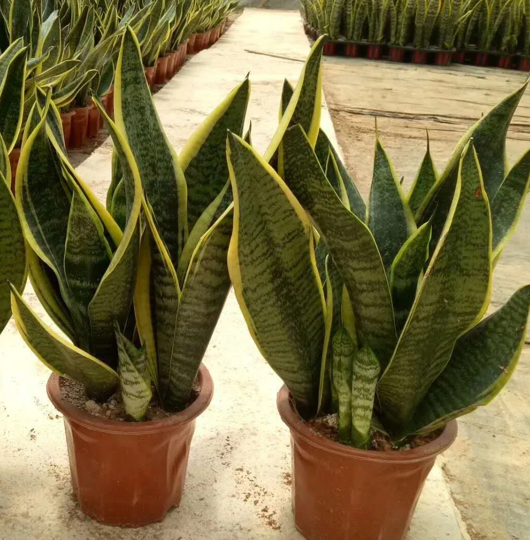 
Sansevieria trifasciata Prain var. laurentii 