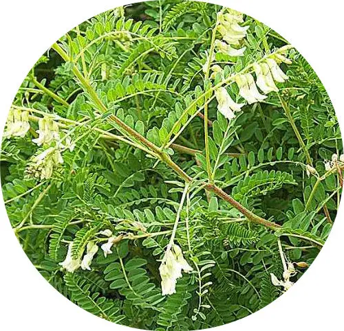 SKM Supply High quality Herbal Astragalus Root  Astragalus membranaceus P.E.  Radix Astragali P.E.