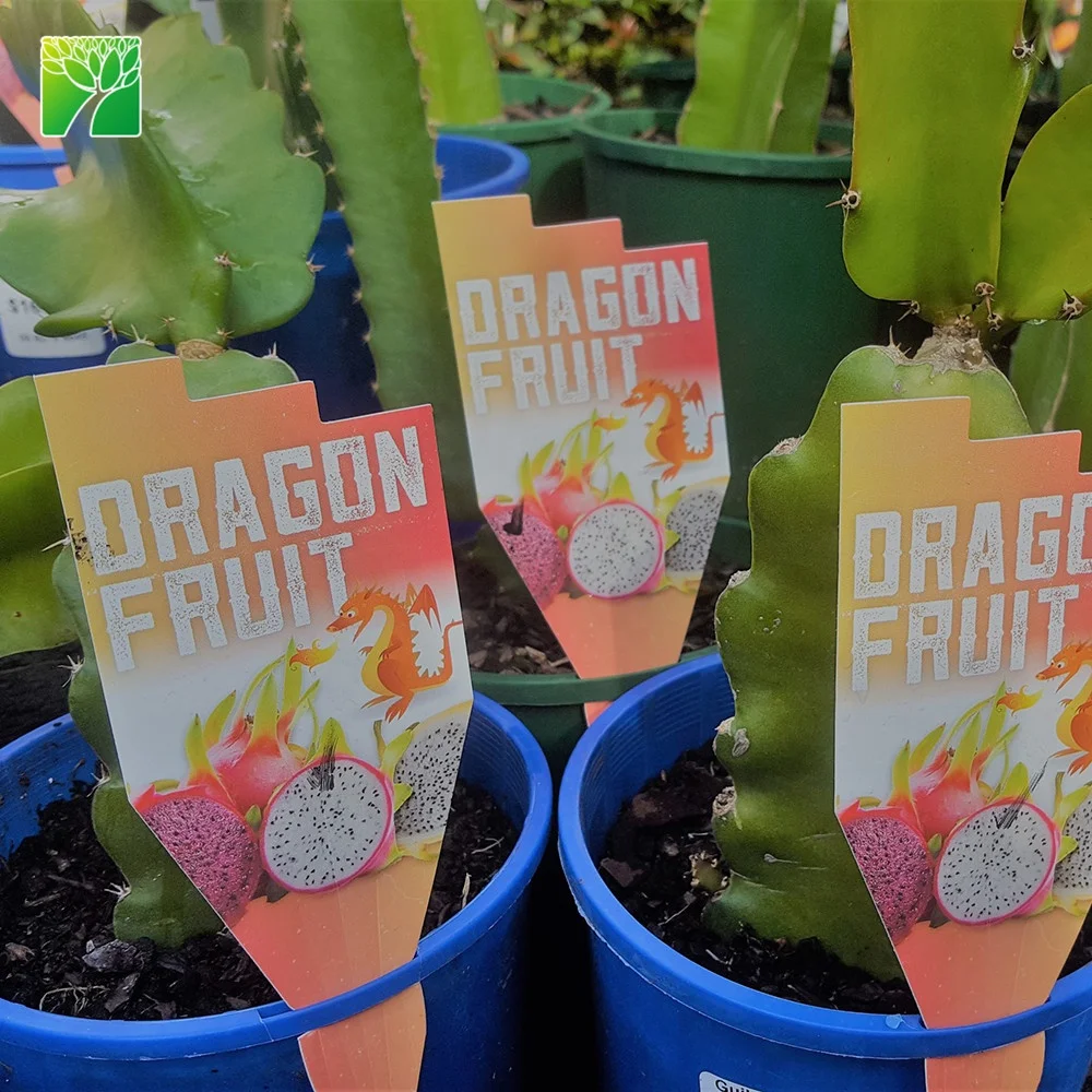 
 Белый цветочный цвет гилоцереус ундатус питайя Дракон саженцы растений для продажи  