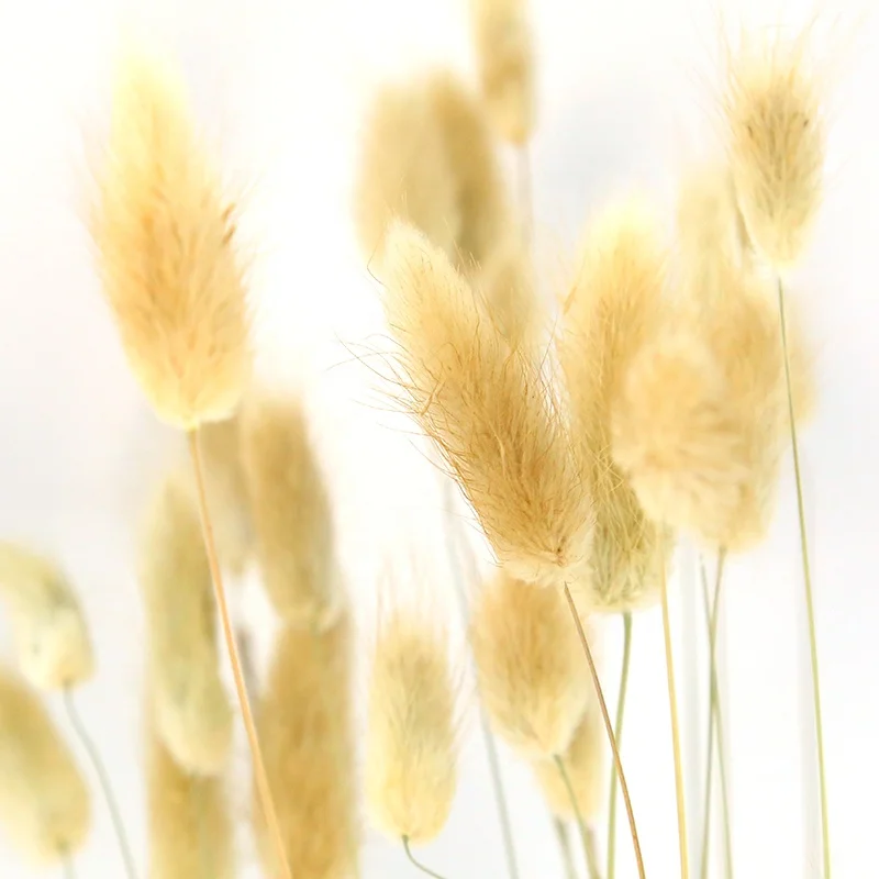 China factory wholesale custom white faux lagurus ovatus natural dried flowers dry bunny tails grass