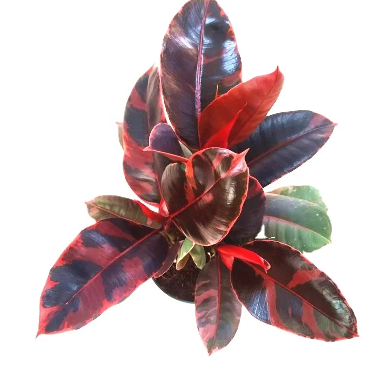 
Real plants Ruby Rubber tree 